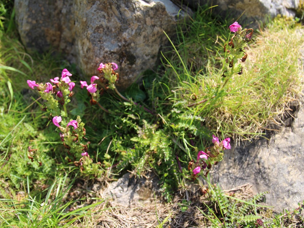 Pedicularis pyrenaica (Orobanchaceae)